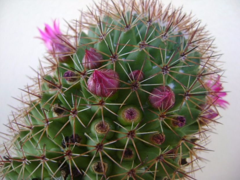 Mammillaria backebergiana - Cactusi 2017 continuare