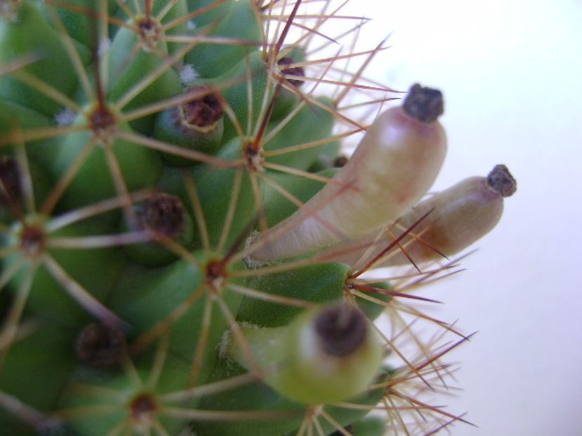 Mammillaria backebergiana - Cactusi 2017 continuare