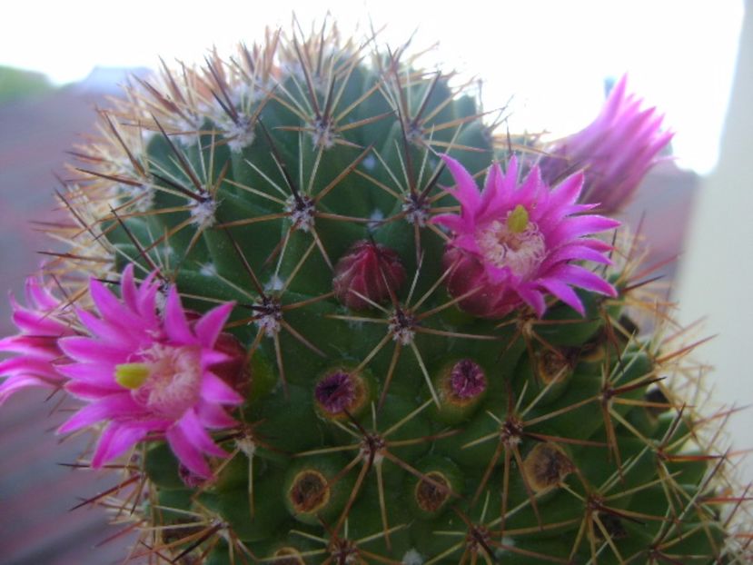 Mammillaria backebergiana - Cactusi 2017 continuare