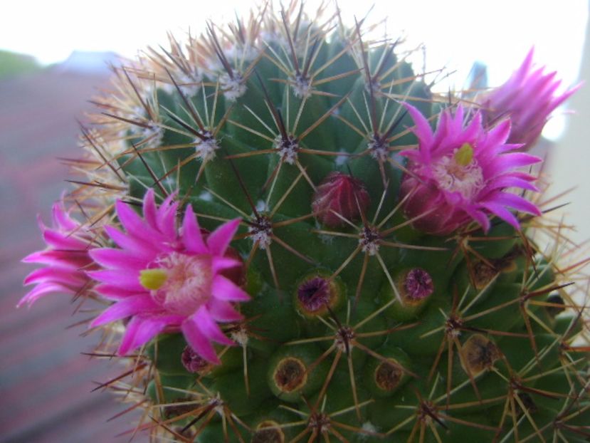 Mammillaria backebergiana - Cactusi 2017 continuare