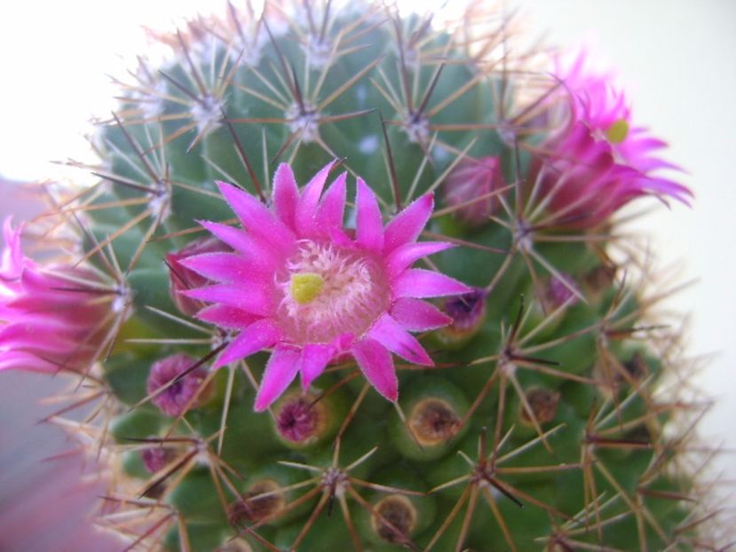 Mammillaria backebergiana - Cactusi 2017 continuare