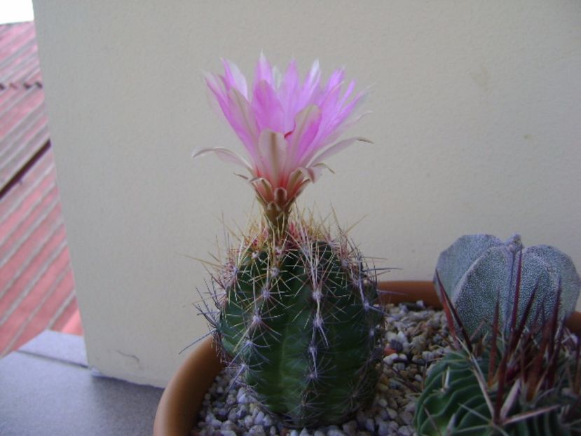 Thelocactus bicolor ssp. pottsii - Cactusi 2017 continuare