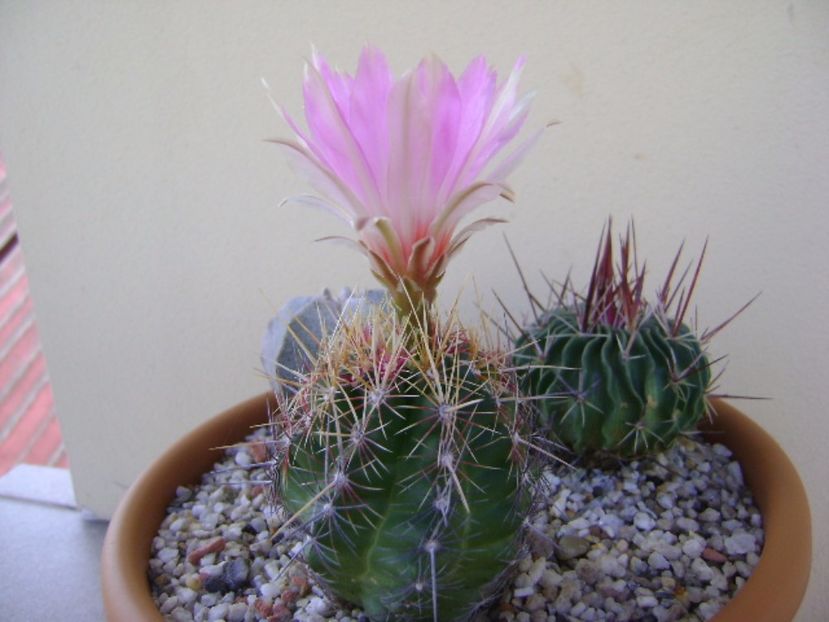 Thelocactus bicolor ssp. pottsii - Cactusi 2017 continuare