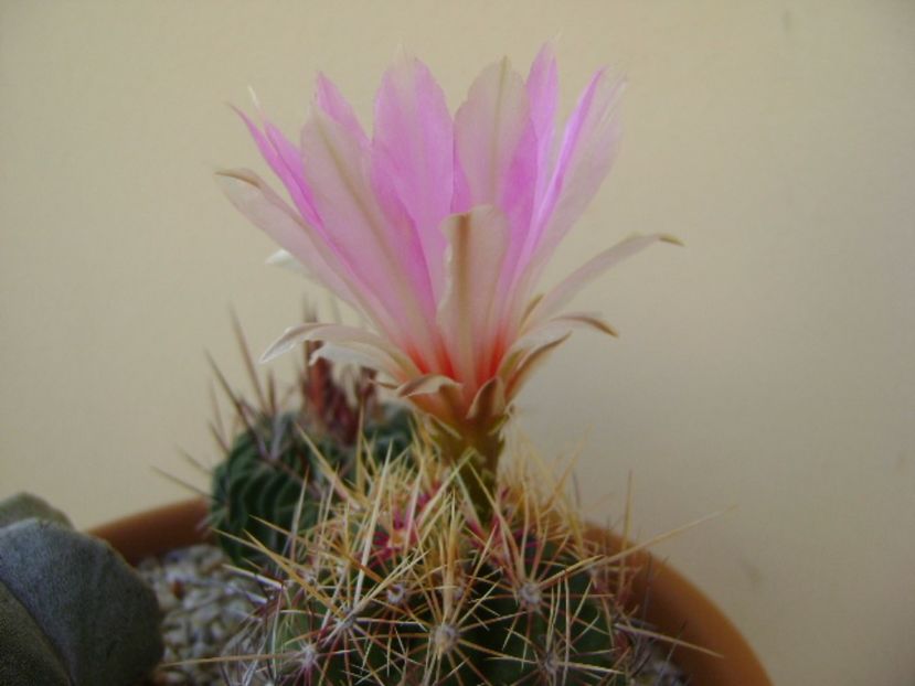 Thelocactus bicolor ssp. pottsii - Cactusi 2017 continuare