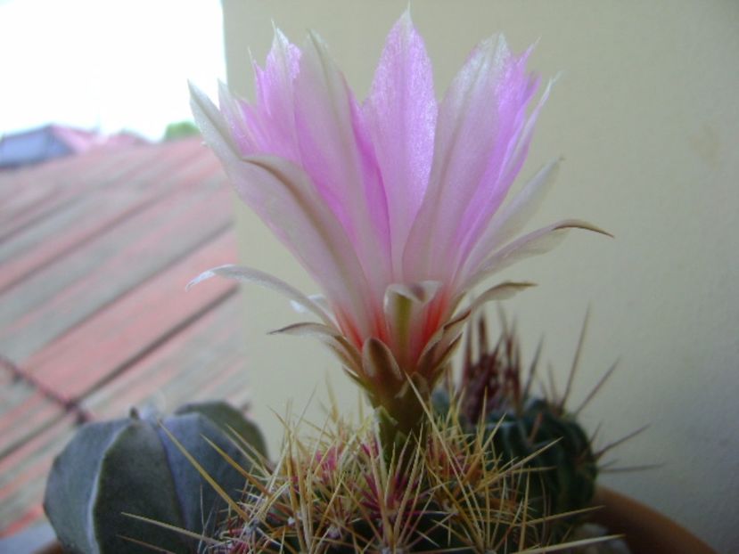 Thelocactus bicolor ssp. pottsii - Cactusi 2017 continuare