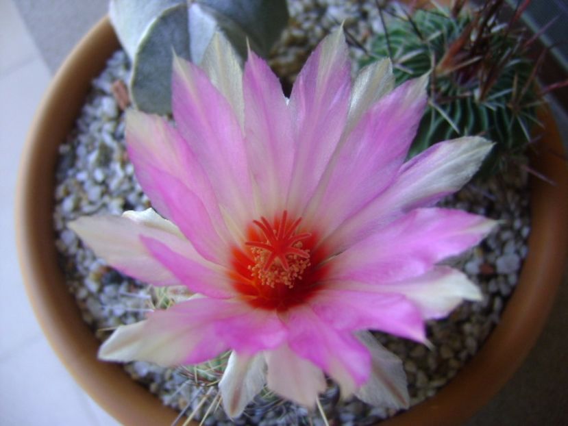 Thelocactus bicolor ssp. pottsii - Cactusi 2017 continuare