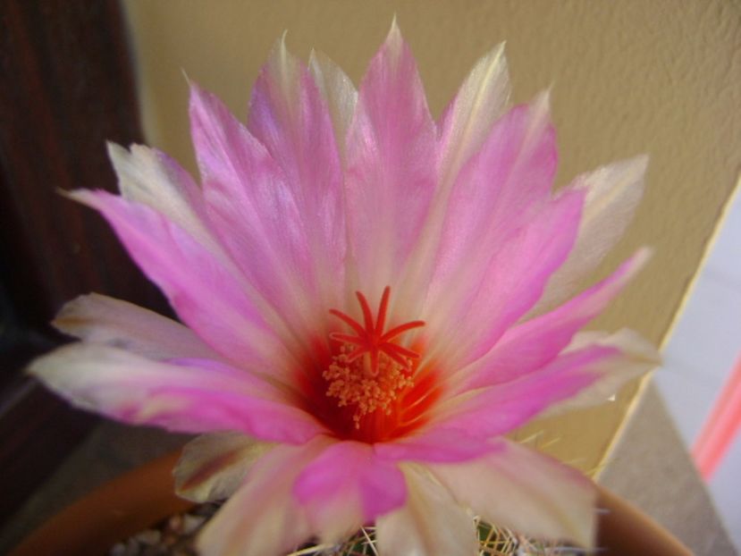Thelocactus bicolor ssp. pottsii - Cactusi 2017 continuare