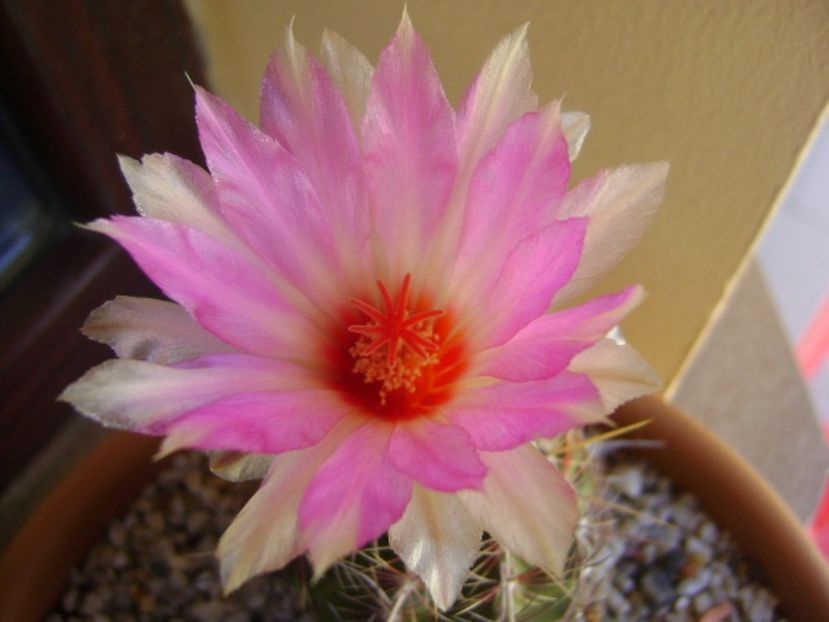 Thelocactus bicolor ssp. pottsii - Cactusi 2017 continuare