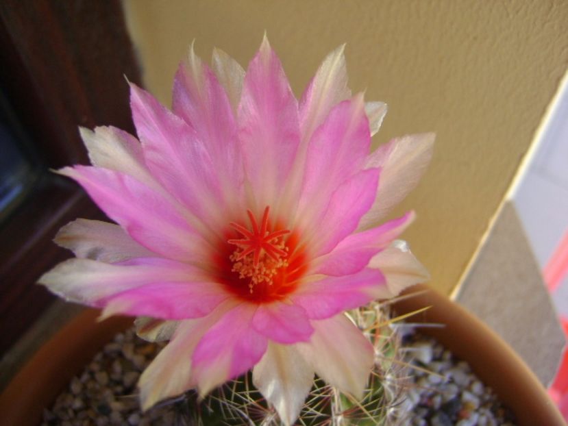 Thelocactus bicolor ssp. pottsii - Cactusi 2017 continuare