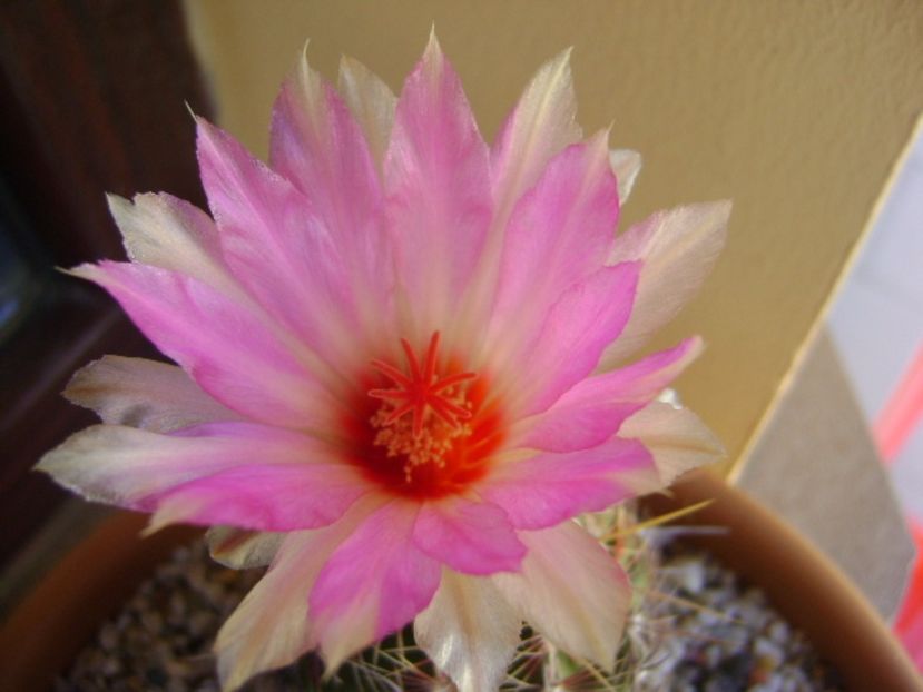 Thelocactus bicolor ssp. pottsii - Cactusi 2017 continuare