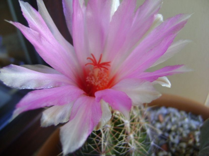 Thelocactus bicolor ssp. pottsii - Cactusi 2017 continuare