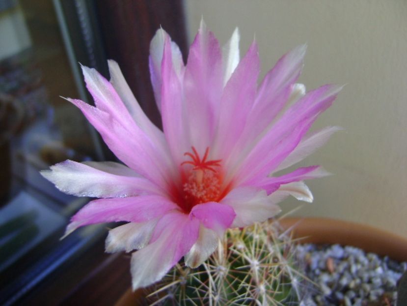 Thelocactus bicolor ssp. pottsii - Cactusi 2017 continuare