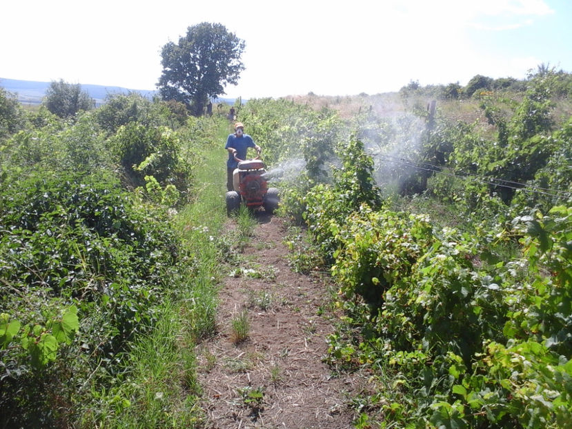 Solo in actiune - 12 SOLO MINOR 426