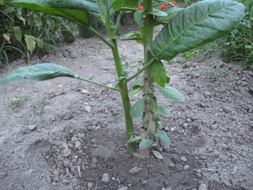  - Brugmansia si datura