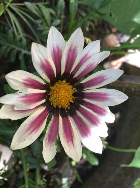  - Florile mamei 2017