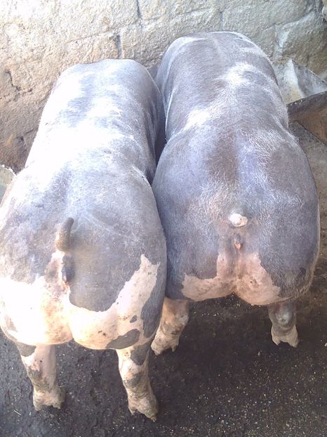  - Porci pietrain