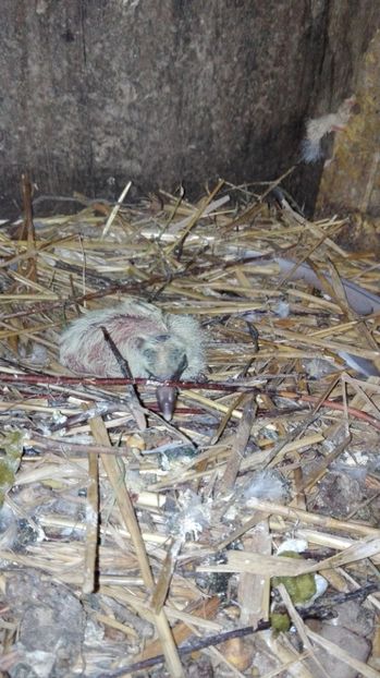  - Evoluția unui pui de porumbel metis de tackla și voiajor