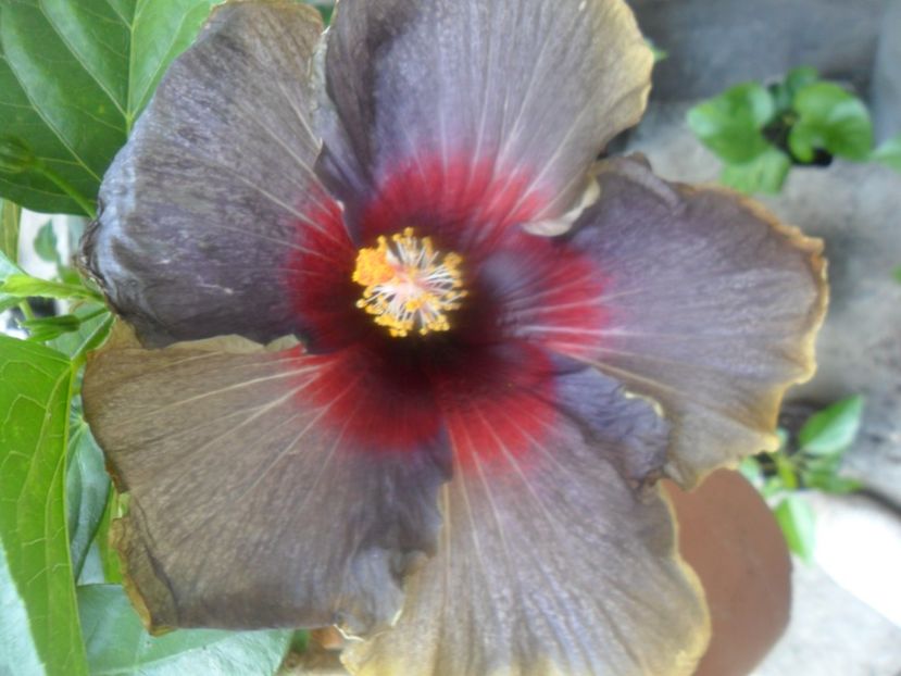 floare a 2 zi - hibiscusi 2017 5