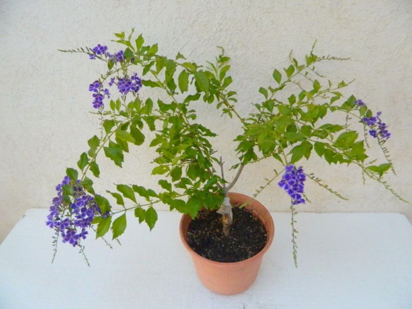 Duranta - Plante