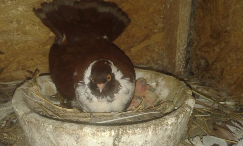  - Castanii  de Craiova