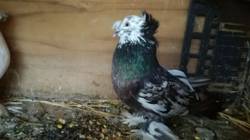 Masc.015 - Porumbei vanduti