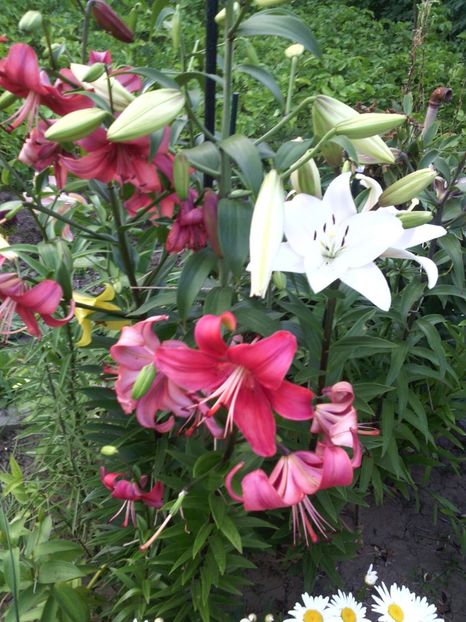  - 01-Flori din curtea mea 2017