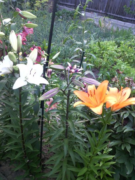  - 01-Flori din curtea mea 2017