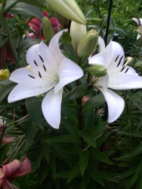  - 01-Flori din curtea mea 2017