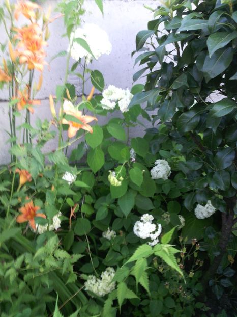  - 01-Flori din curtea mea 2017