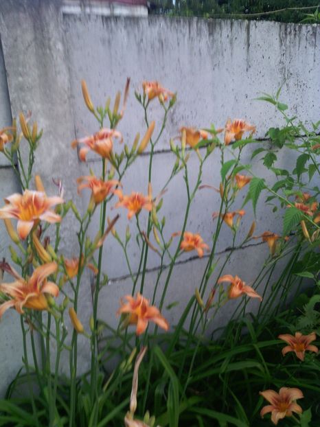  - 01-Flori din curtea mea 2017