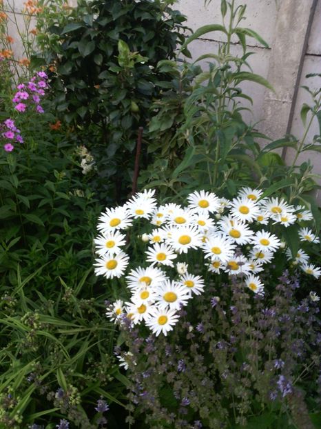  - 01-Flori din curtea mea 2017