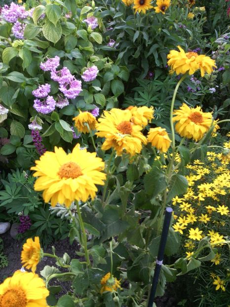  - 01-Flori din curtea mea 2017