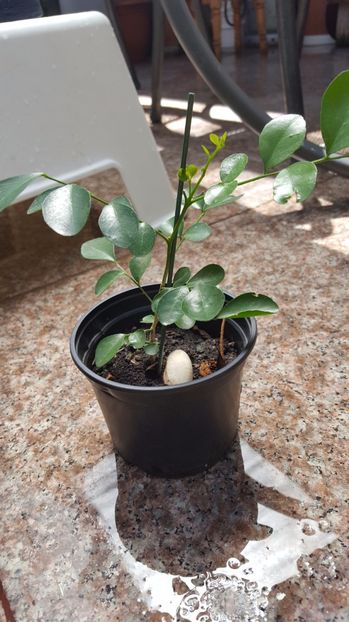 Muraya - Oferte schimb plante