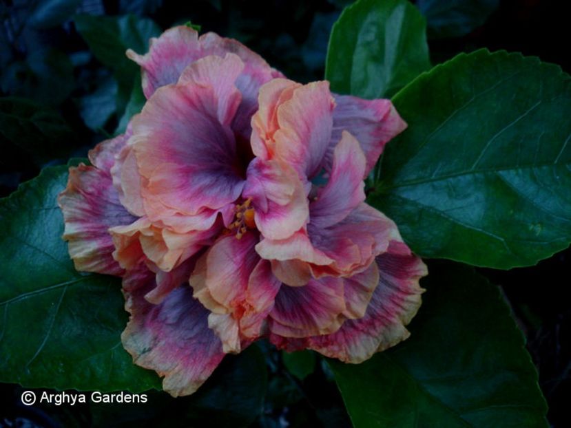 Allure-2 - HIBISCUS 2017---2018