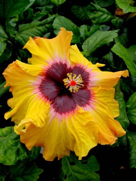 Hibi_Shiner - HIBISCUS 2017---2018