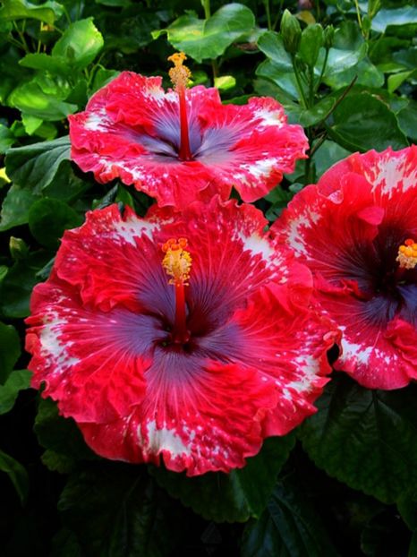 Hibi_Tag_Team - HIBISCUS 2017---2018