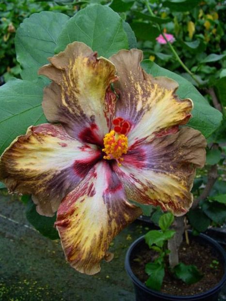 i dian soul mate - HIBISCUS 2017---2018