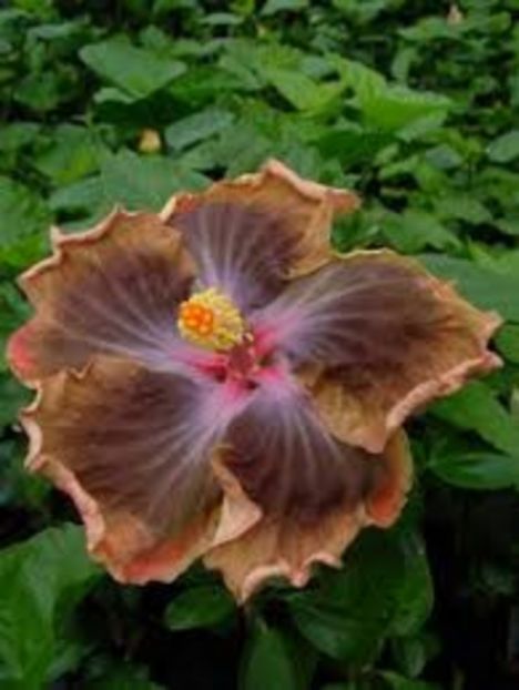 imageindian instant coffe - HIBISCUS 2017---2018