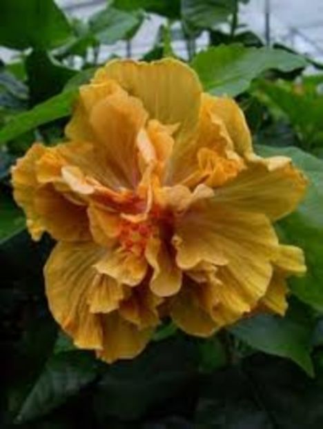 indian karmaa - HIBISCUS 2017---2018