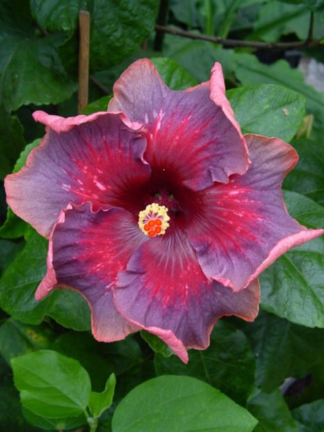 indian shyama - HIBISCUS 2017---2018