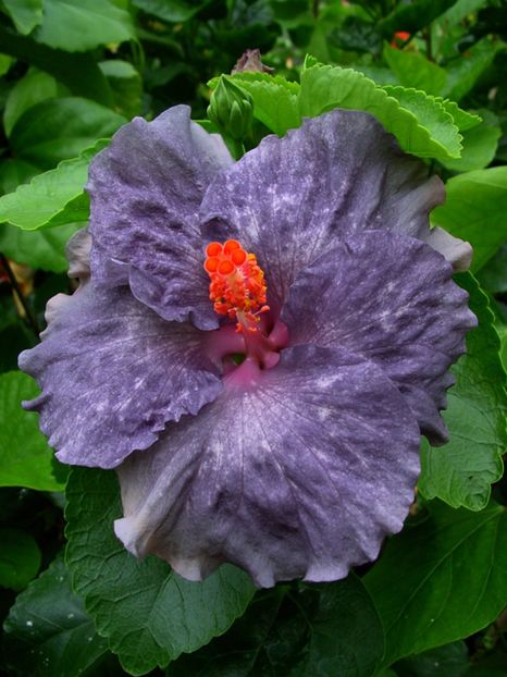 Moor_Moorea_Ocean_Blue - HIBISCUS 2017---2018
