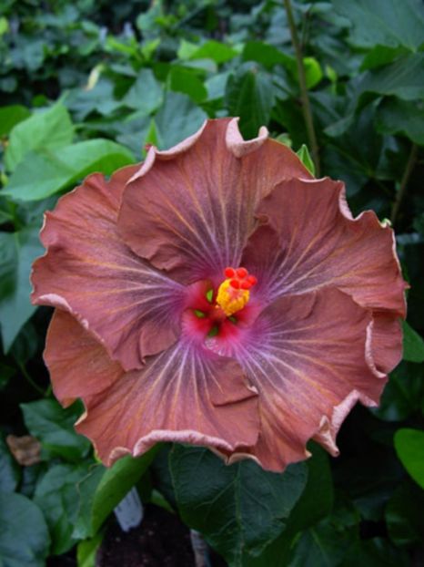 Moor_Moorea_Silver_Storm - HIBISCUS 2017---2018