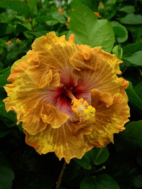 Tahi_Tahitian_Leopard - HIBISCUS 2017---2018