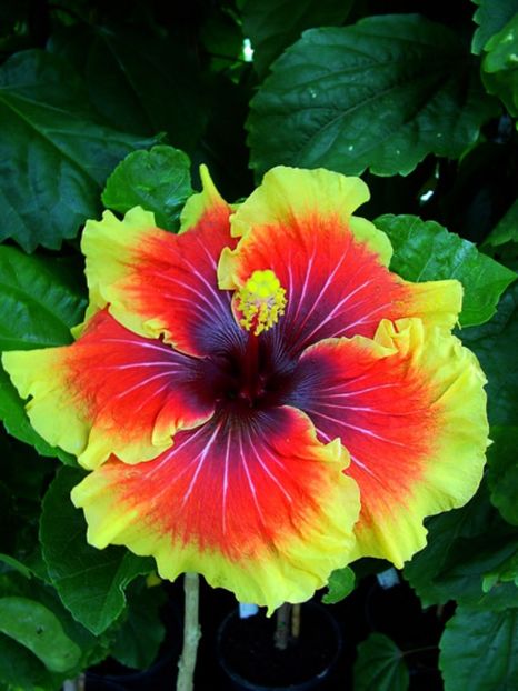 Tahi_Tahitian_Lion_Queen - HIBISCUS 2017---2018