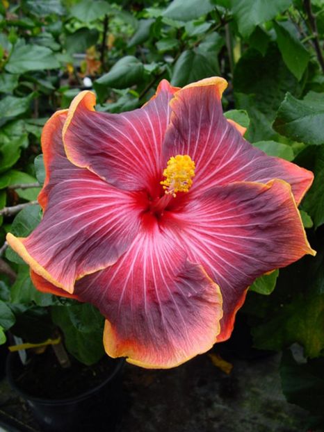 Tahi_Tahitian_Purple_Ripple - HIBISCUS 2017---2018