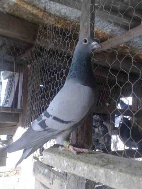 212 - X-Porumbei vinduti