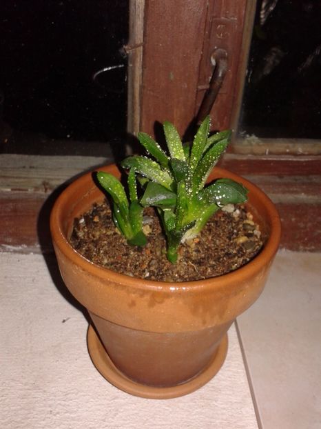  - Haworthia