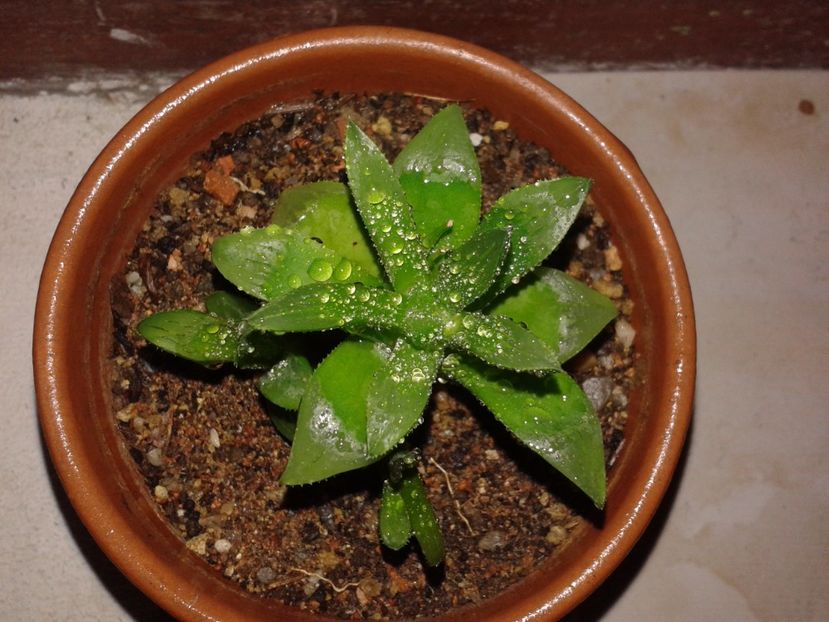  - Haworthia