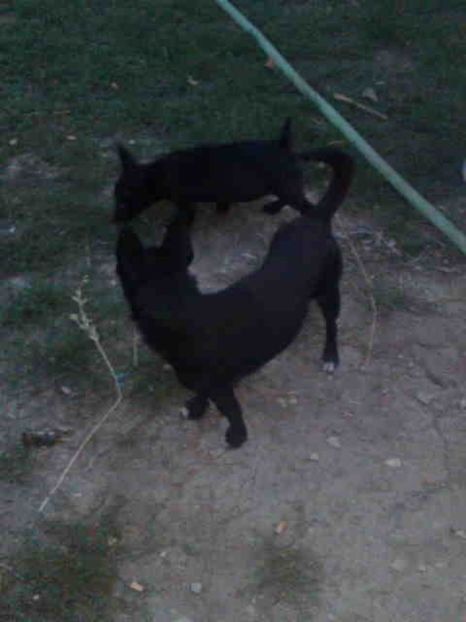  - Caini de sobolani-dihori-paza