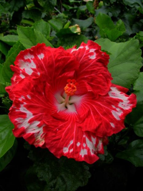 Hibi_Cherry_Appaloosa - HIBISCUS 2017---2018